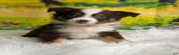Australian Shepherd dogs for sale: Australian Shepherd Bogo - Ad 2