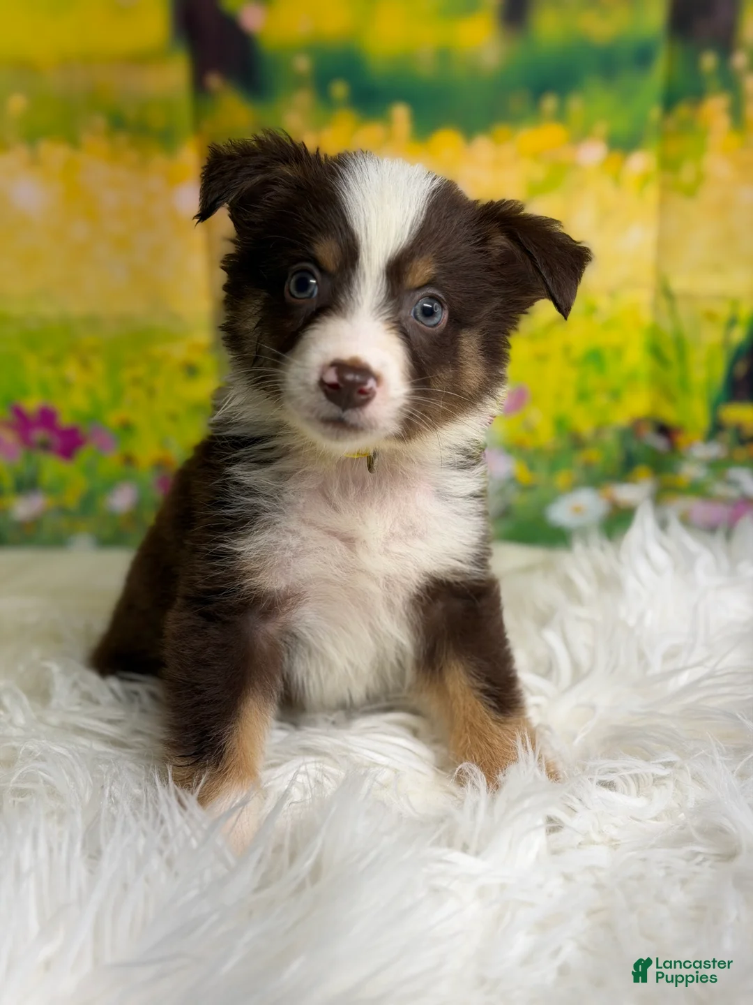 Australian Shepherd dogs for sale: Australian Shepherd Bogo - Ad 2