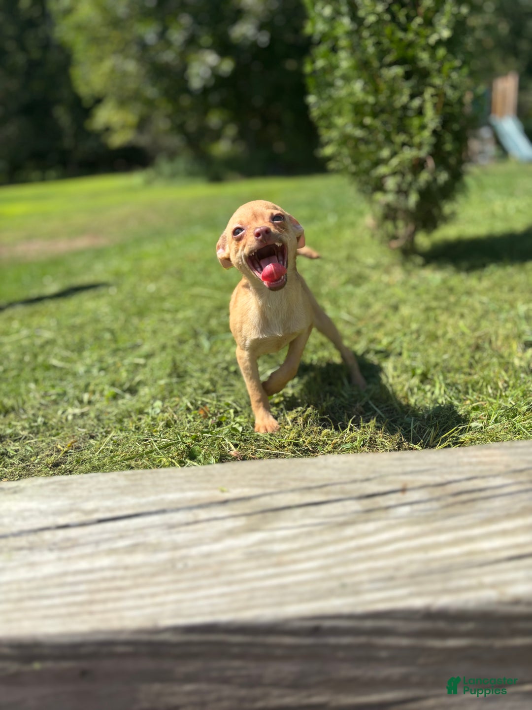 Chihuahua dogs for sale: Genny - Ad 3