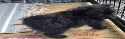 Pomapoo dogs for sale: Pomapoo 3 - Ad 4
