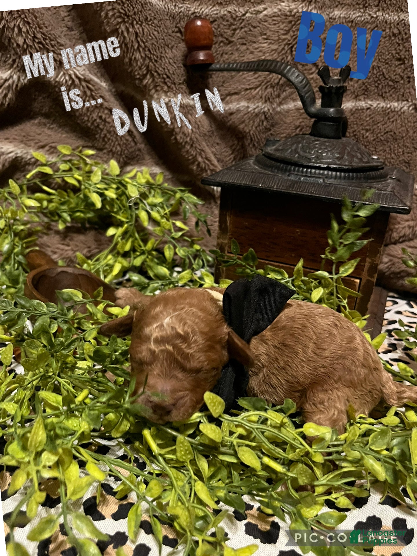 Miniature Poodle dogs for sale: Dunkin - Ad 2