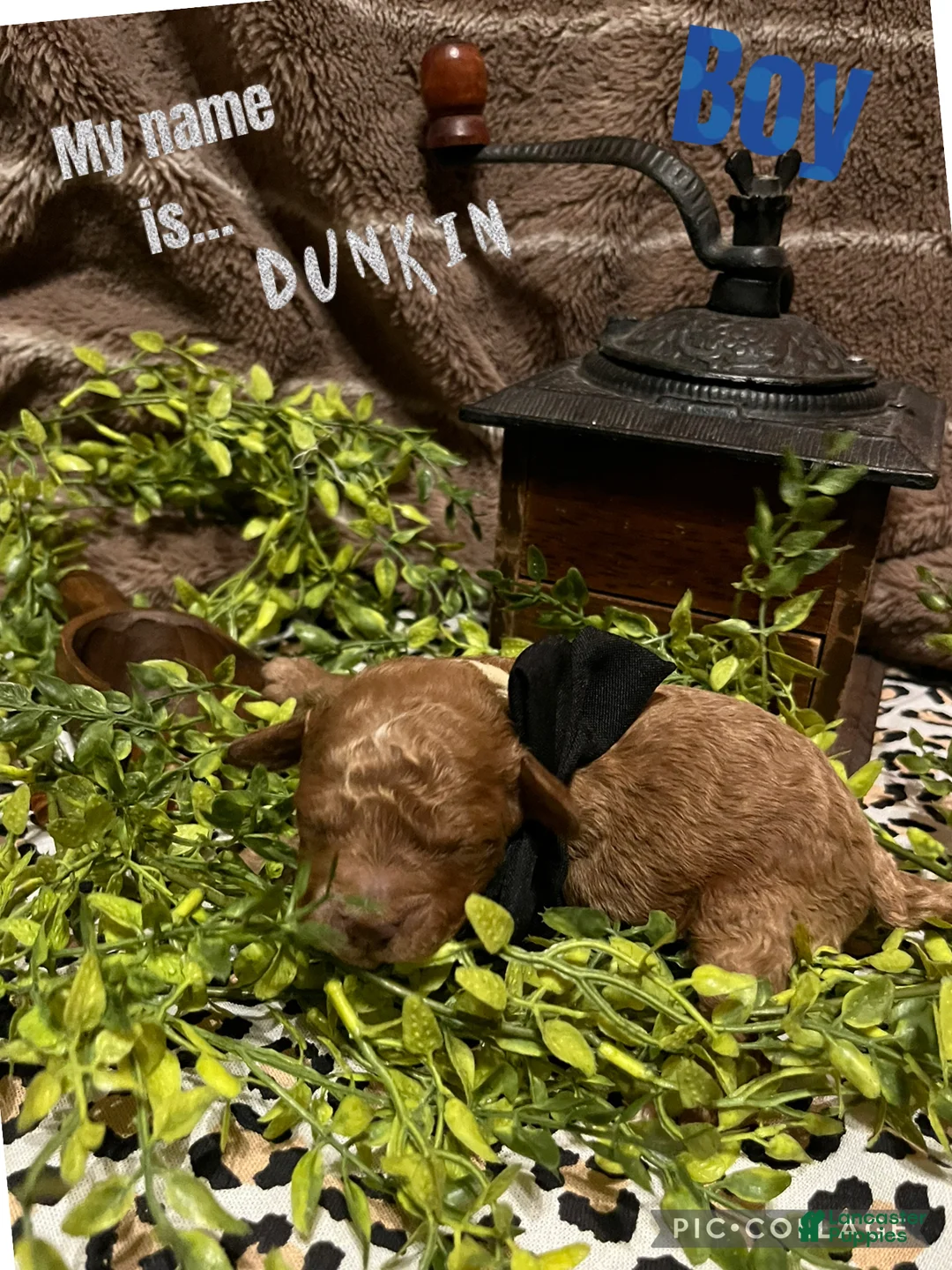 Miniature Poodle dogs for sale: Dunkin - Ad 1