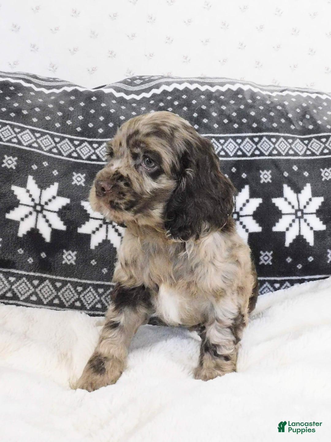 Cocker Spaniel dogs for sale: Butterscotch  - Ad 2