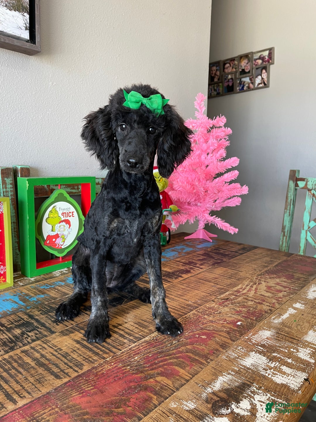Miniature Poodle dogs for sale: Akc Clear Black Phantom Ellie - Ad 7