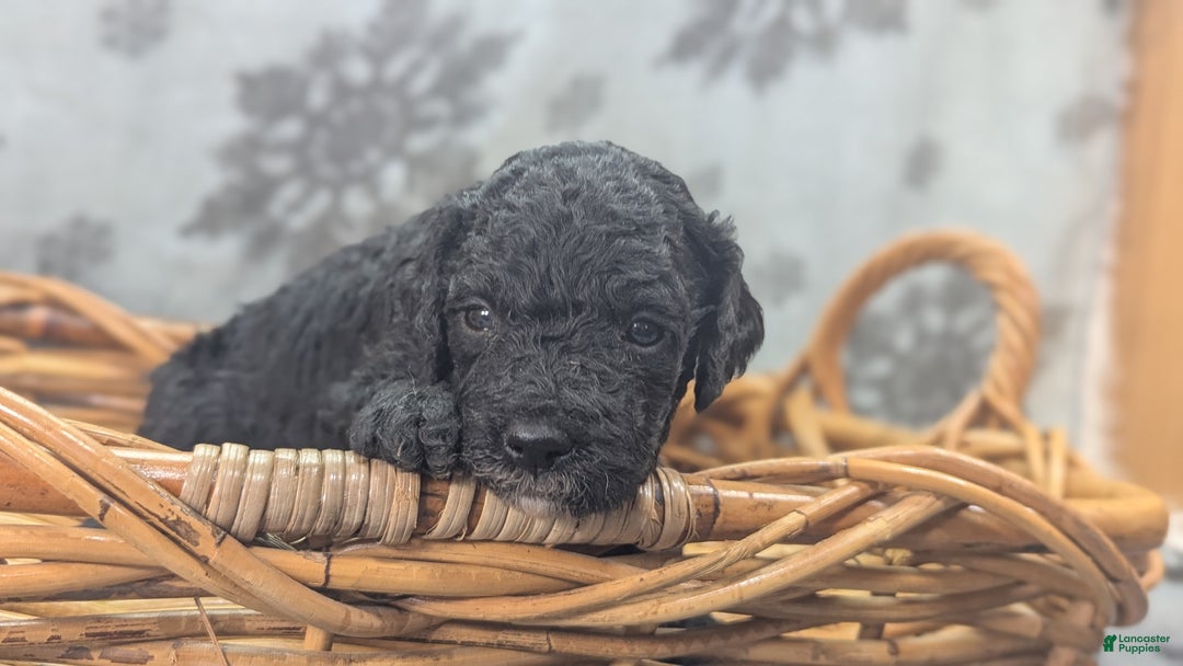 Cockapoo dogs for sale: Crescent - Ad 32