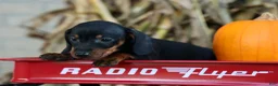 Miniature Dachshund dogs for sale: Zeke🐾 - Ad 20