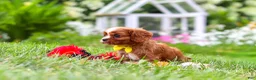 Cavalier King Charles Spaniel dogs for sale: Ollie - Ad 3