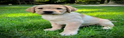 Labrador Retriever dogs for sale: Bentley - Ad 3