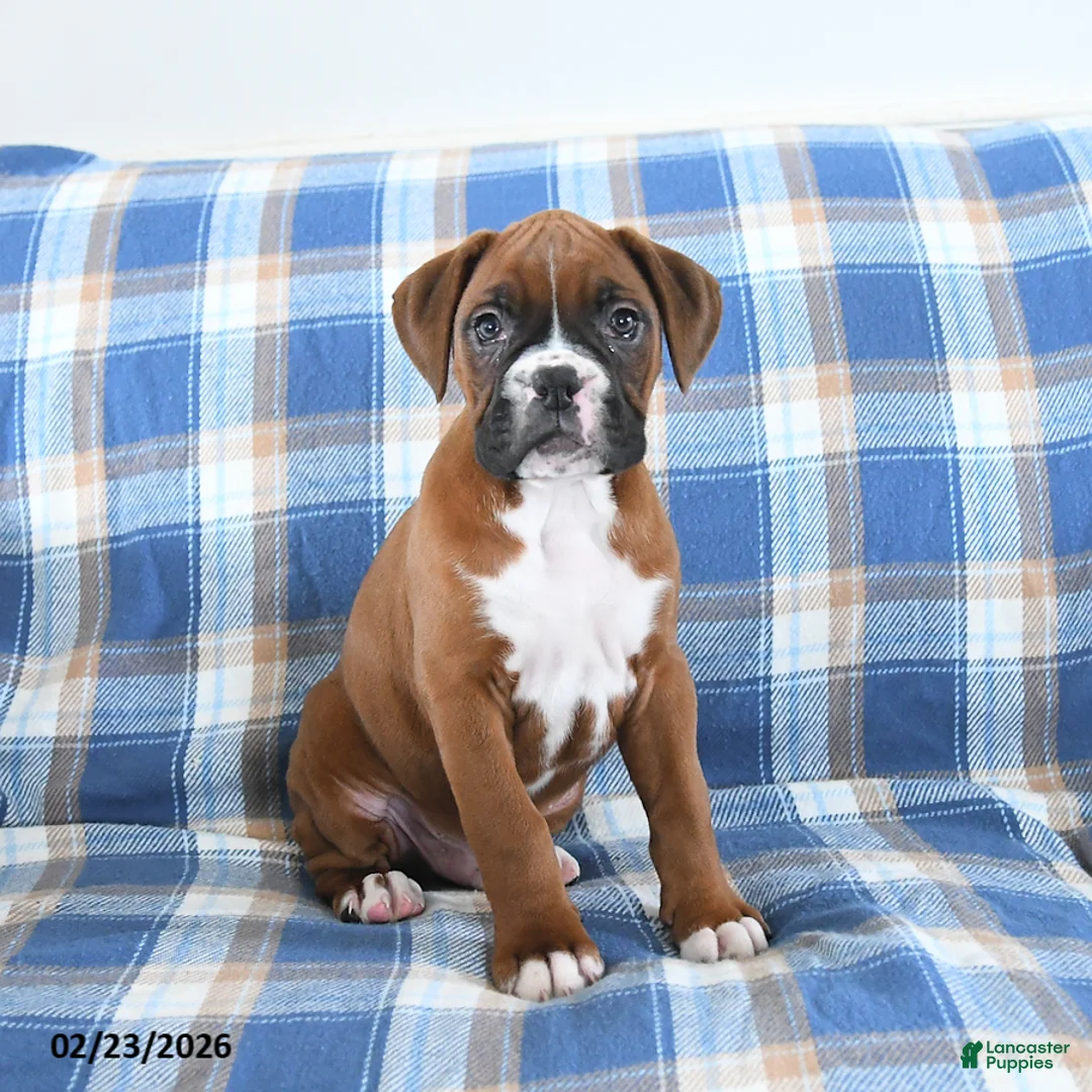 Boxer dogs for sale: Champion - Ad 2