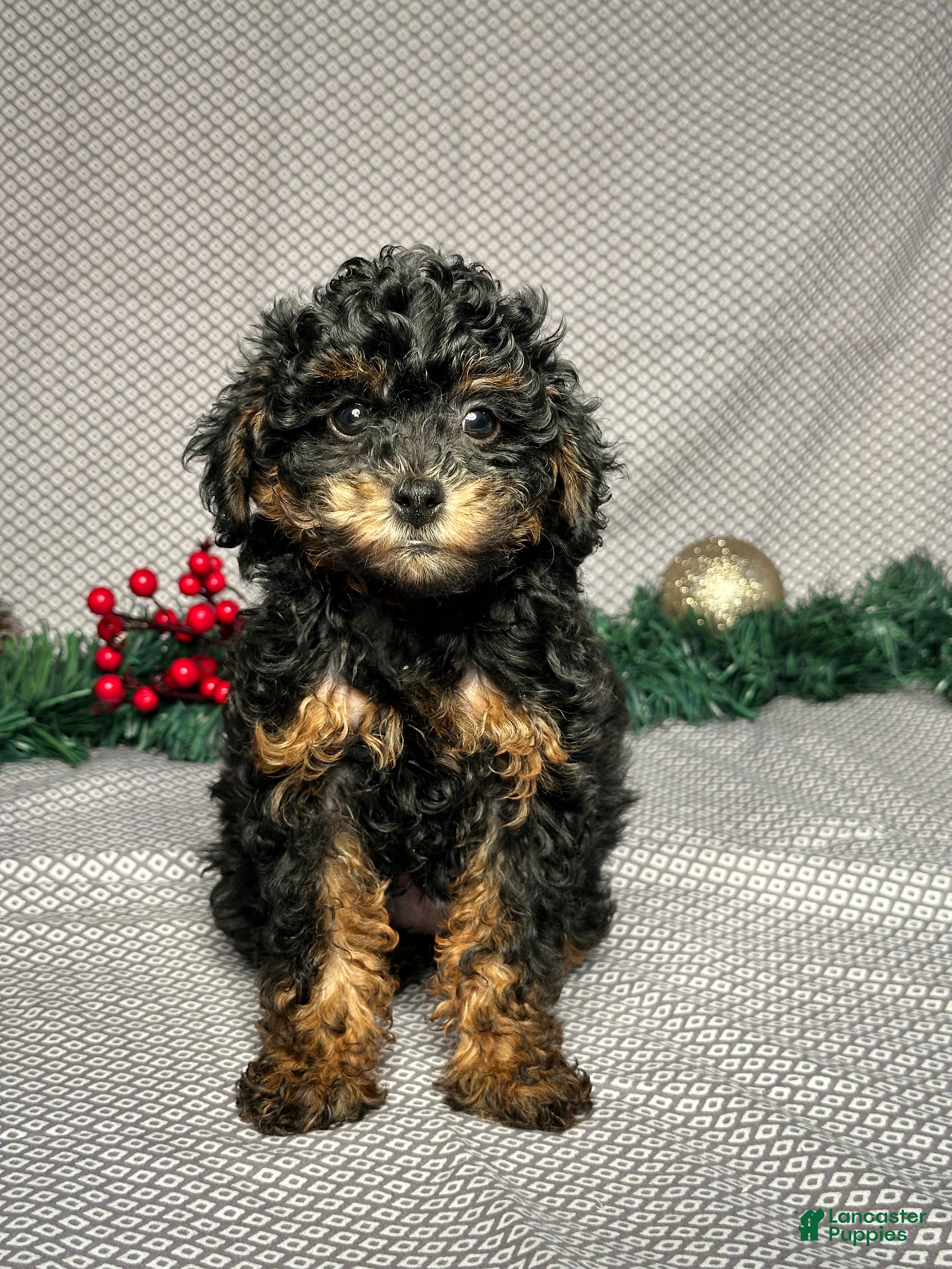 Miniature Poodle dogs Olive - Ad 32