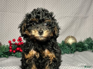Miniature Poodle dogs Olive - Ad 32