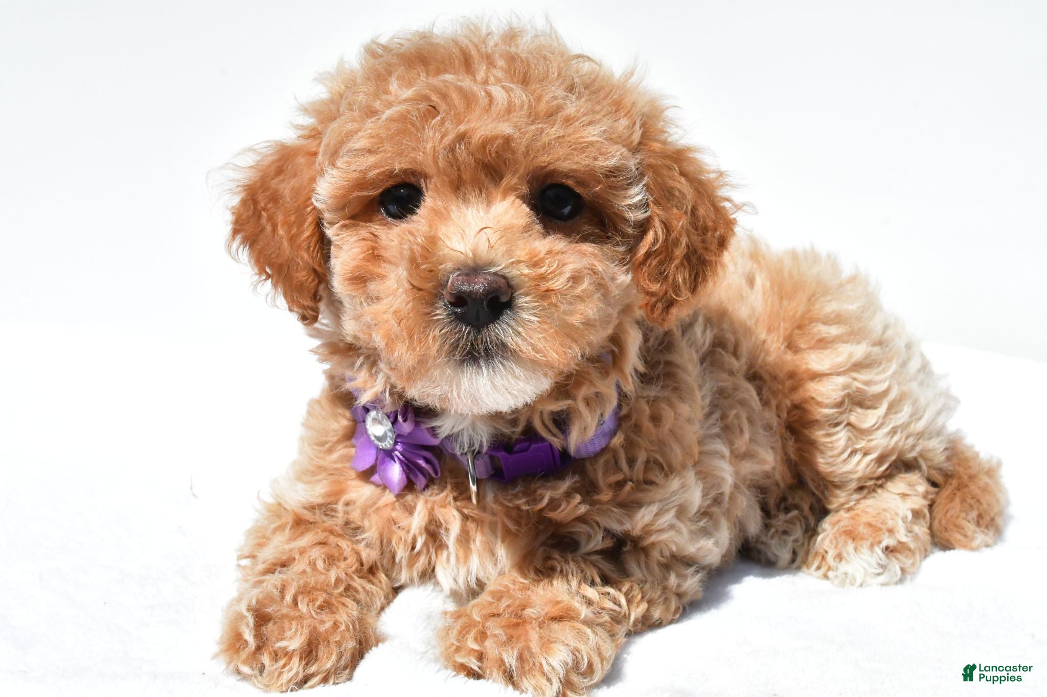 Maltipoo dogs Gracelyn - Ad 1
