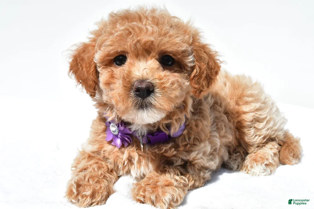 Maltipoo dogs for sale: Gracelyn - Ad 1