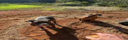 American Pit Bull Terrier dogs for sale: Pup 5 - Ad 6