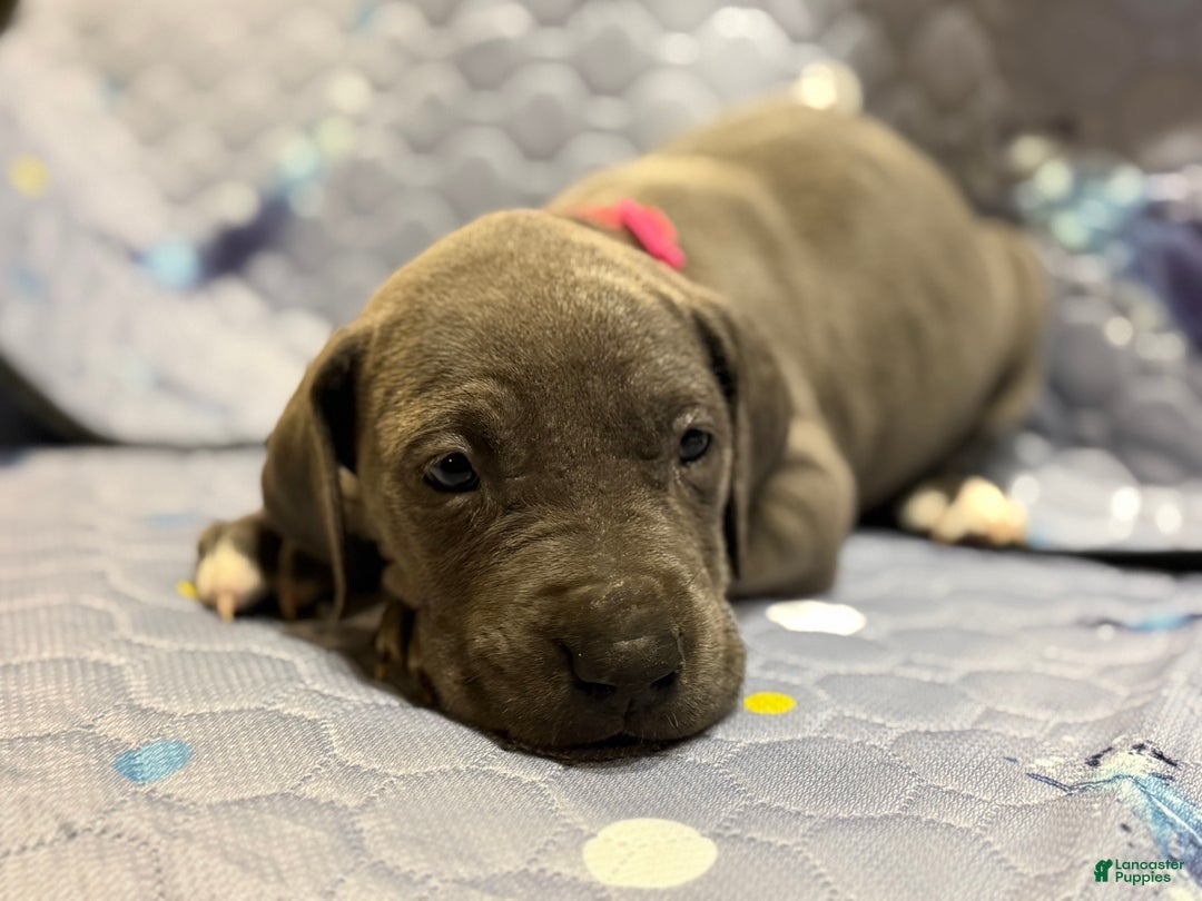 Great Dane dogs for sale: Penny - Ad 3