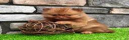 Pomeranian dogs for sale: Benny - Ad 5