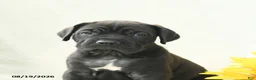 Cane Corso dogs for sale: Bear - Ad 5