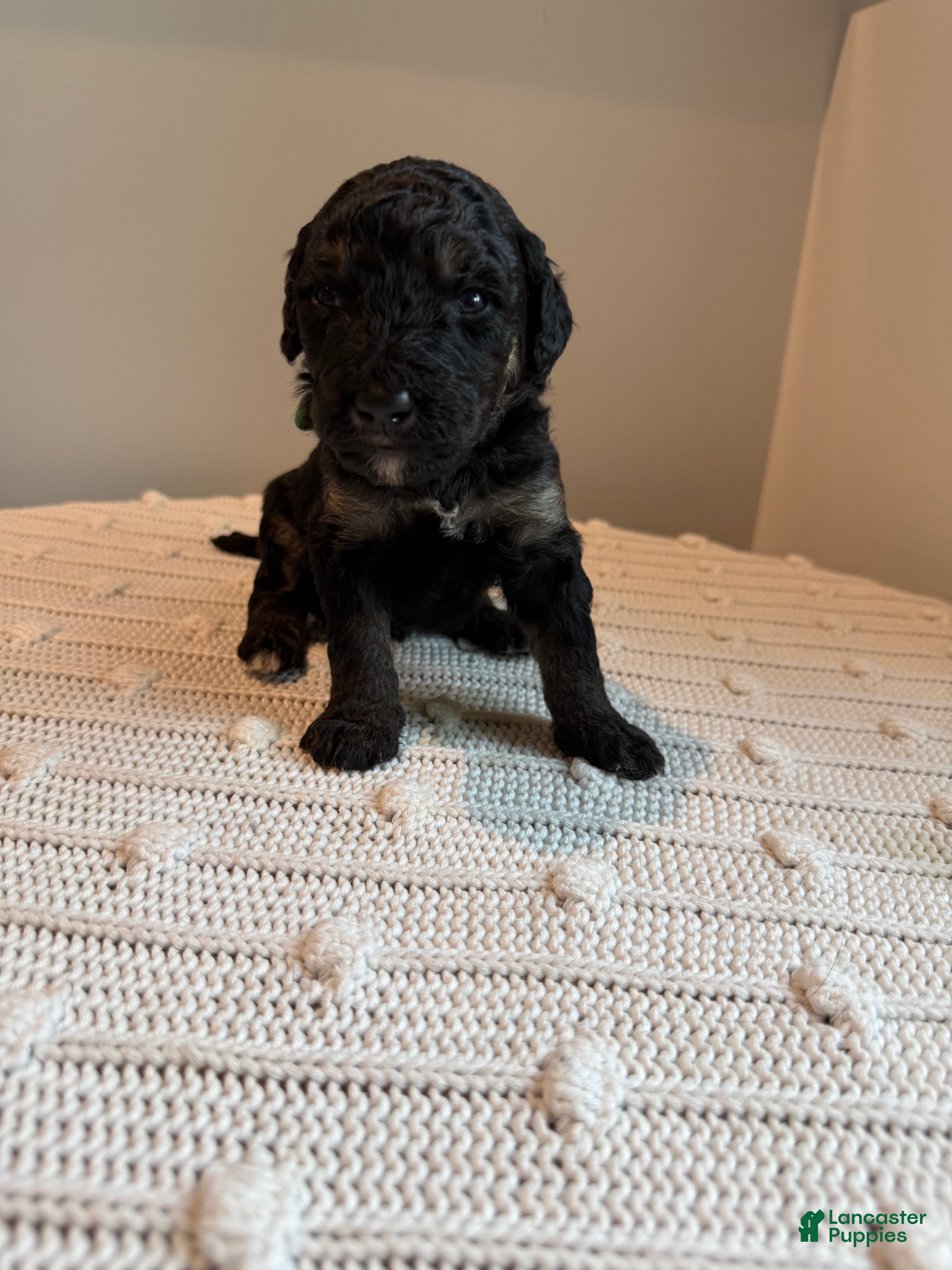 Mixed Breed dogs Ranger - Ad 19