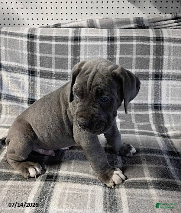 Cane Corso dogs Baron - Ad 2