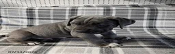 Cane Corso dogs for sale: Baron - Ad 2