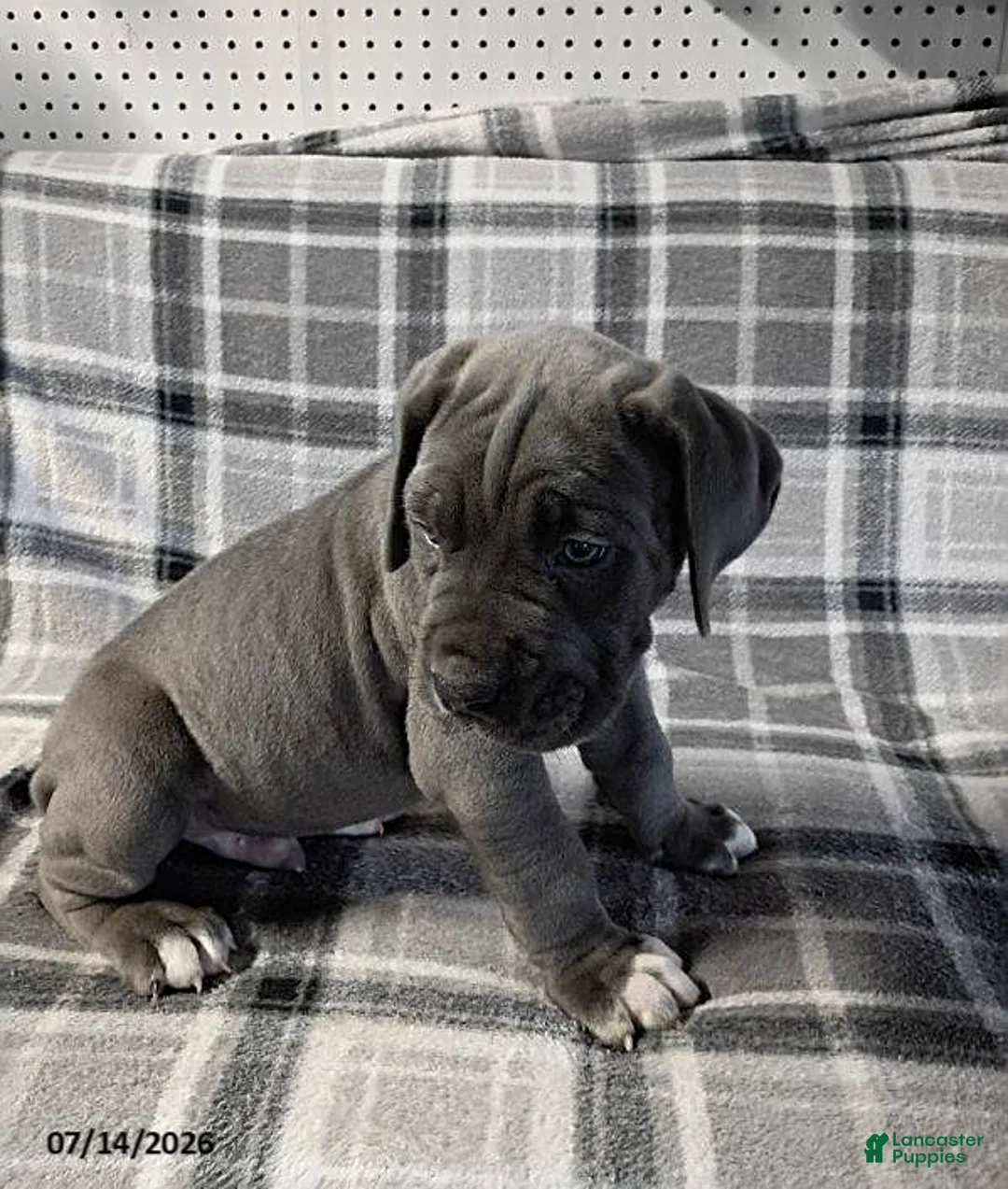 Cane Corso dogs for sale: Baron - Ad 2