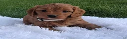 Cavapoo dogs for sale: Olive - Ad 3