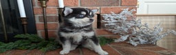 Pomsky dogs for sale: Jack - Ad 4