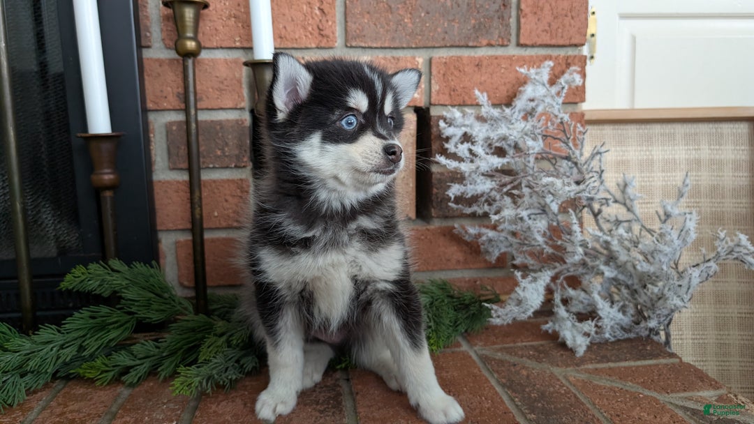 Pomsky dogs for sale: Jack - Ad 4