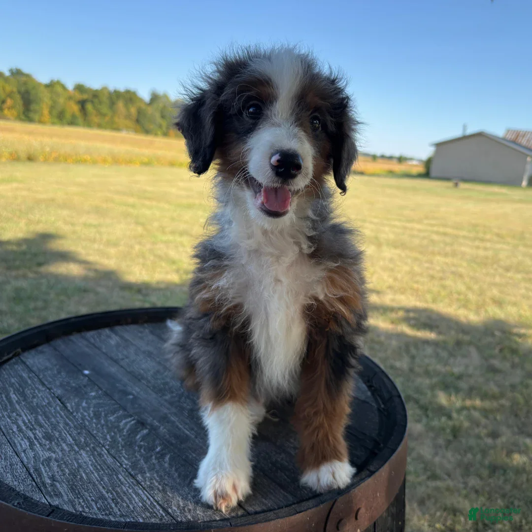 Mini Bernedoodle dogs for sale: Anthony - Ad 3