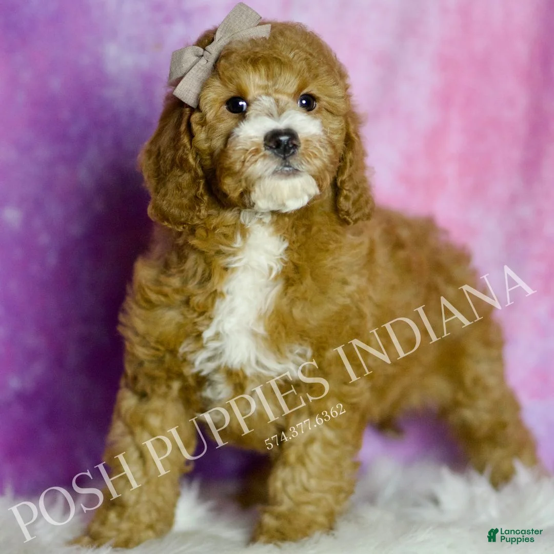 Mini Goldendoodle dogs for sale: Frodo - Ad 1