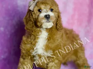 Mini Goldendoodle dogs Frodo - Ad 4