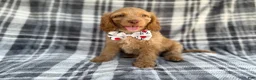 Cockapoo dogs for sale: Trout - Ad 6