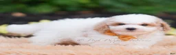 Mini Goldendoodle dogs for sale: Flounder - Ad 4