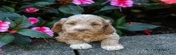 Cockapoo dogs for sale: Ginger - Ad 1