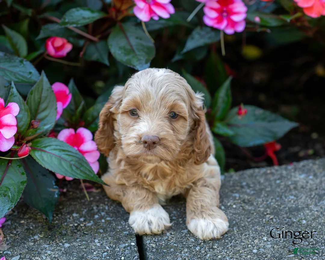 Cockapoo dogs for sale: Ginger - Ad 1