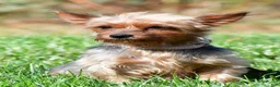Yorkshire Terrier dogs for sale: Josh - Ad 8