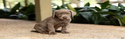 Labrador Retriever dogs for sale: Red- Male - Ad 1