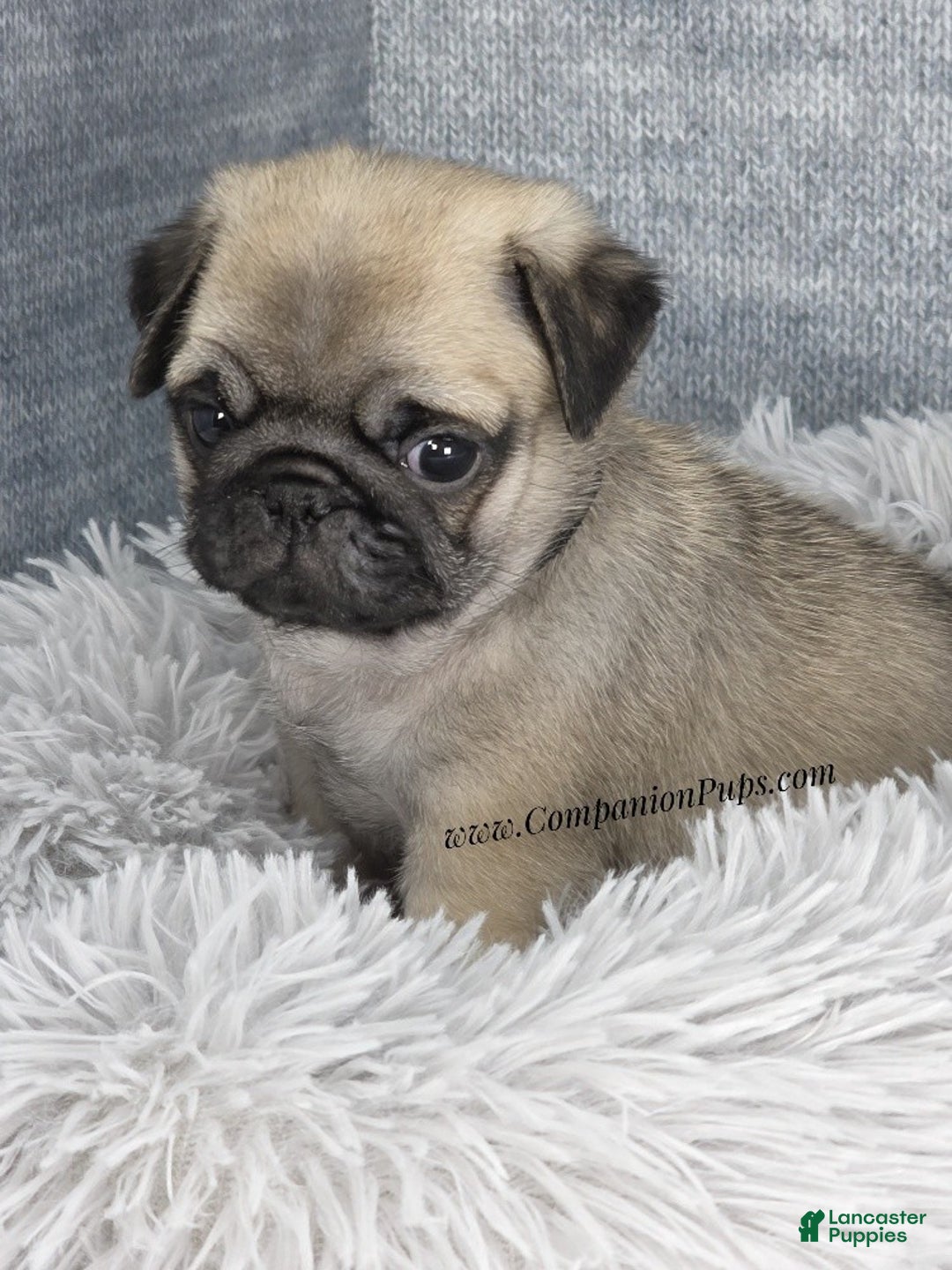 Pug dogs for sale: Black Collar - Super Wrinkly! - Ad 4