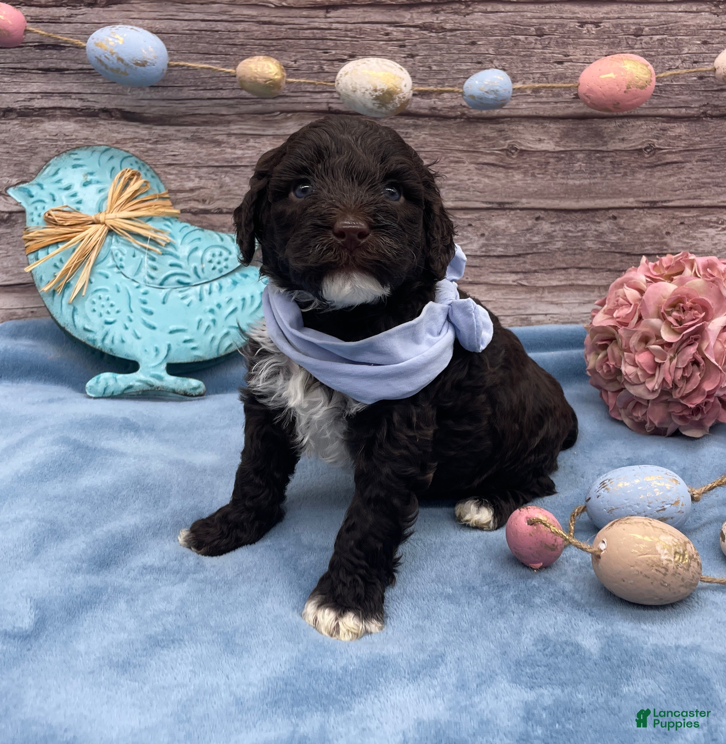 Portuguese Water Dog dogs Benedict - Ad 1