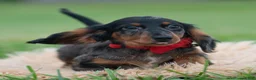 Miniature Dachshund dogs for sale: Maxco - Ad 3
