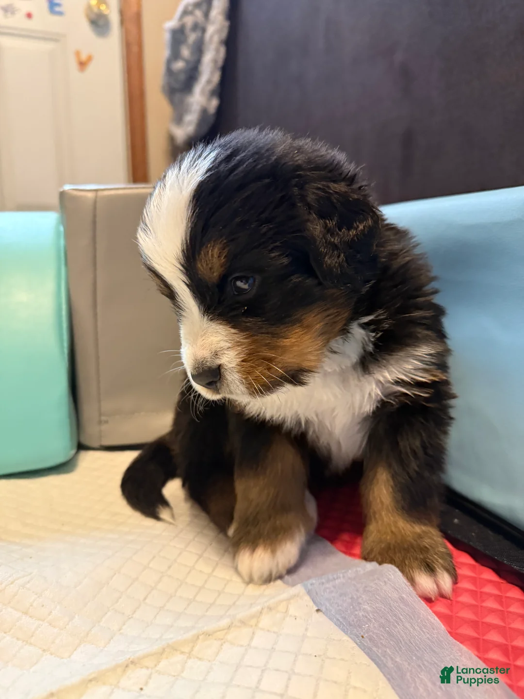 Bernese Mountain Dog dogs for sale: Bruce - Ad 2