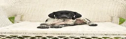German Shorthaired Pointer dogs for sale: Dotty - Ad 3