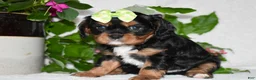 Cavalier King Charles Spaniel dogs for sale: Cavalier King Charles Spaniel 2 - Ad 6