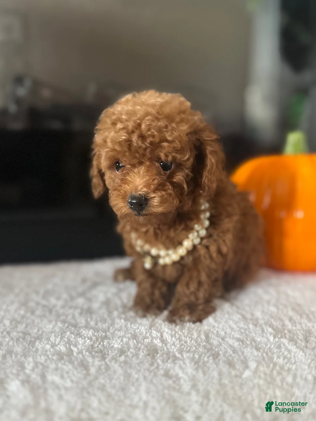 Toy Poodle dogs for sale: Sandy  - Ad 13