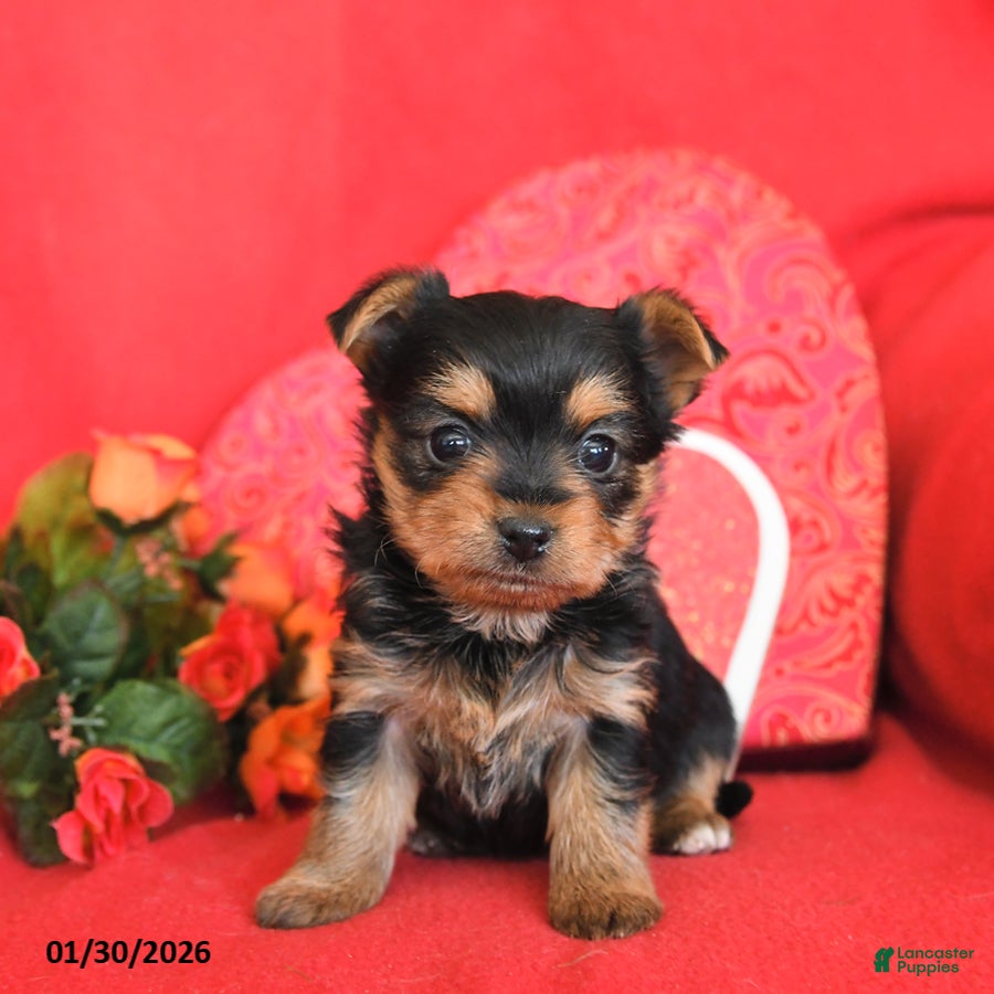 Yorkshire Terrier dogs Willow - Ad 12
