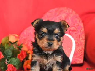 Yorkshire Terrier dogs Willow - Ad 12