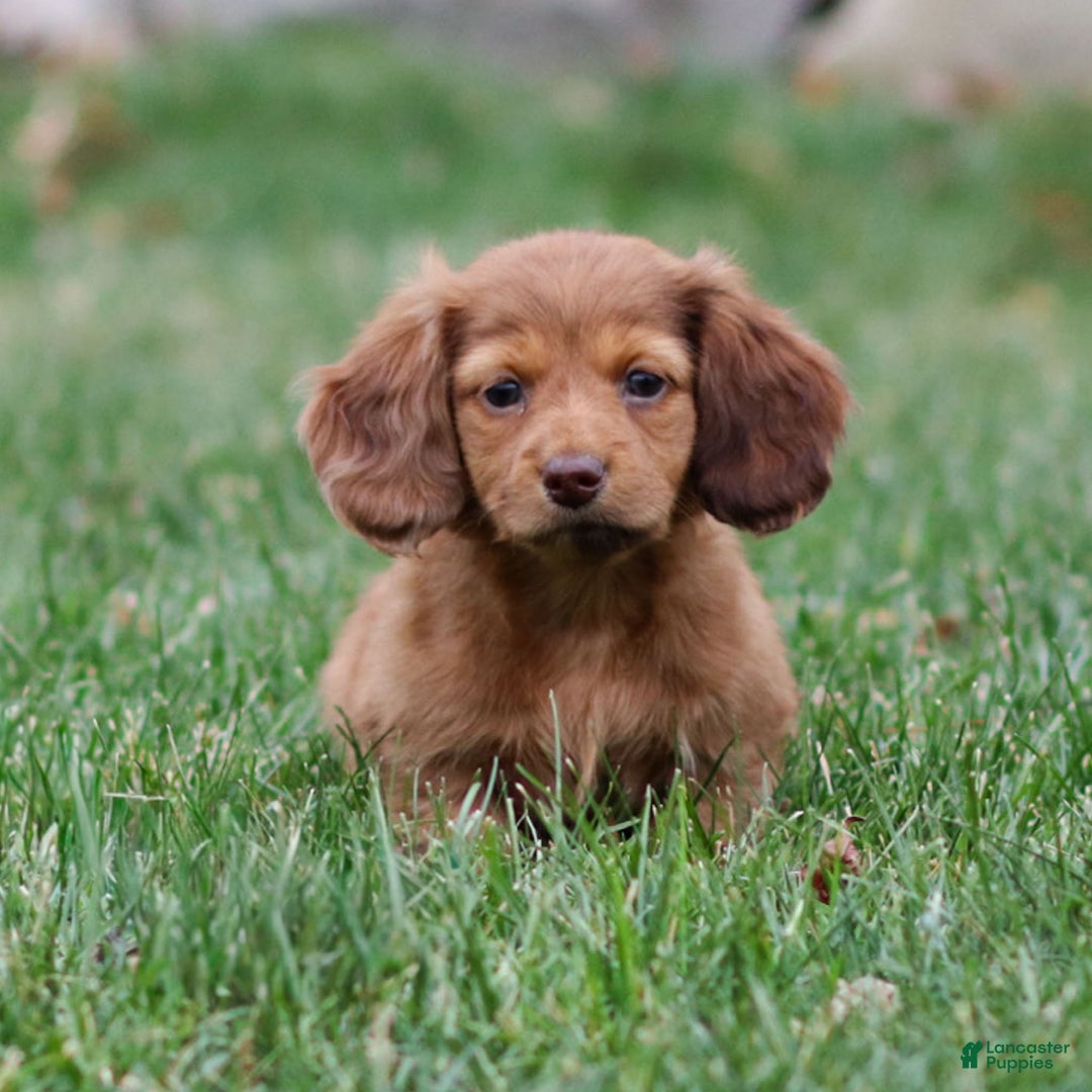 Dachshund dogs for sale: Hannah - Ad 1