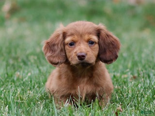 Dachshund dogs Hannah - Ad 14