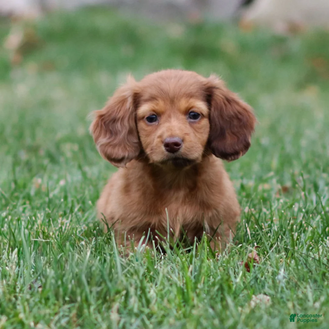 Dachshund dogs for sale: Hannah - Ad 7