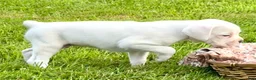 Boxer dogs for sale: BOLT  - Ad 2